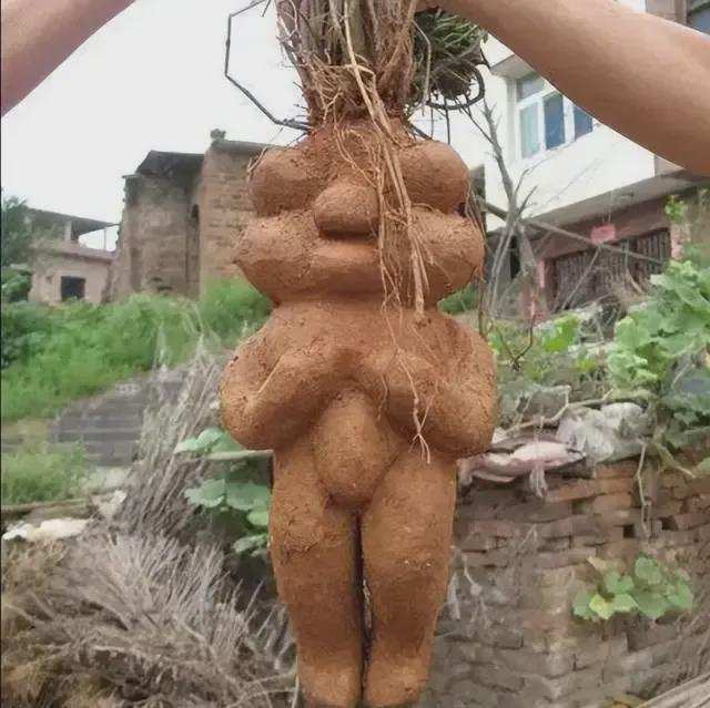 寻踪深山秘境：揭秘古老藤蔓的生命传奇