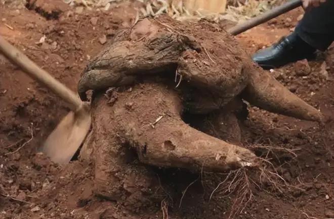  寻踪深山秘境：揭秘古老藤蔓的生命传奇 文化旅游