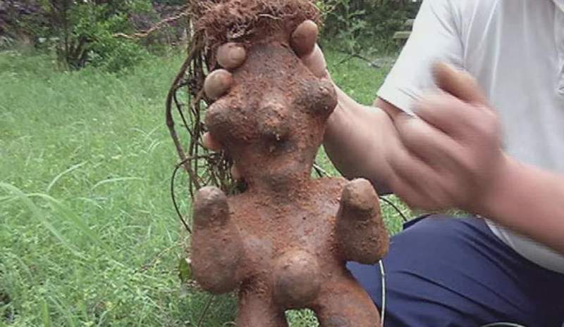  寻踪深山秘境：揭秘古老藤蔓的生命传奇 文化旅游