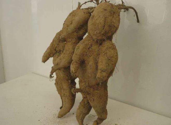  寻踪深山秘境：揭秘古老藤蔓的生命传奇 文化旅游