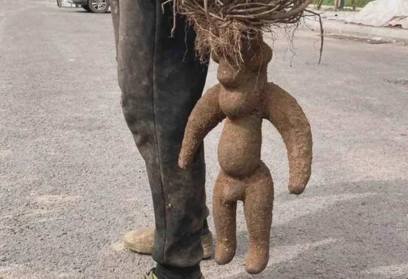  寻踪深山秘境：揭秘古老藤蔓的生命传奇 文化旅游