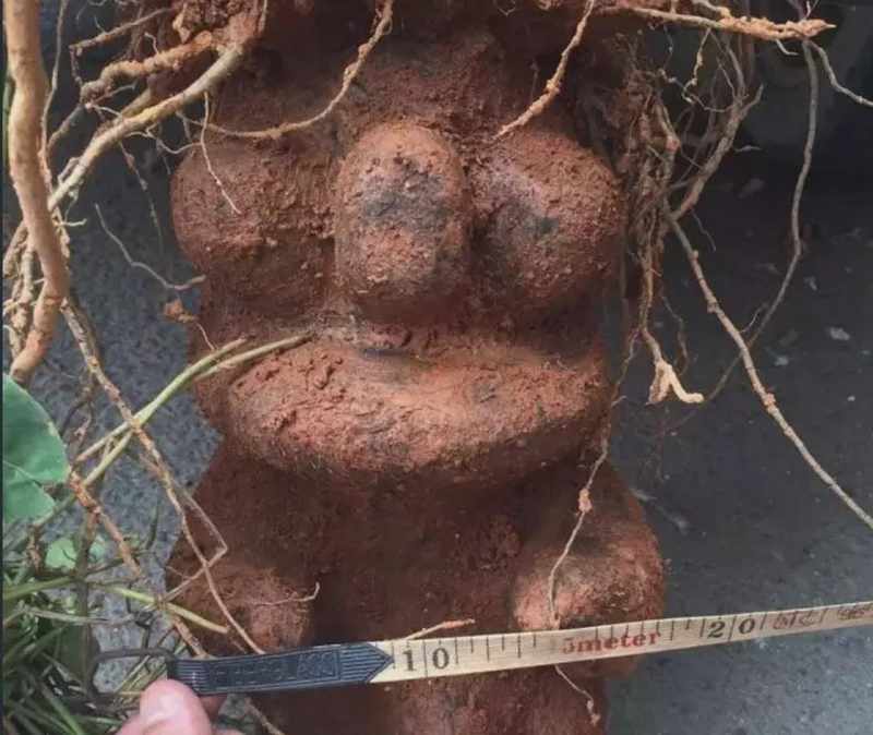  寻踪深山秘境：揭秘古老藤蔓的生命传奇 文化旅游