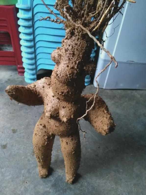  寻踪深山秘境：揭秘古老藤蔓的生命传奇 文化旅游