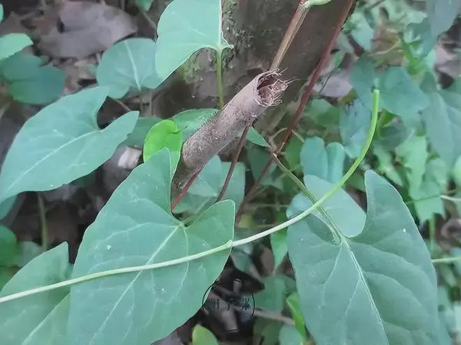  寻踪深山秘境：揭秘古老藤蔓的生命传奇 文化旅游