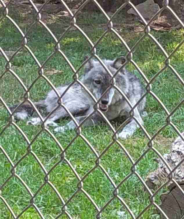  【深度复盘】手机分心酿成幼童险境：动物园安全防线的系统性失效与加固策略 新闻