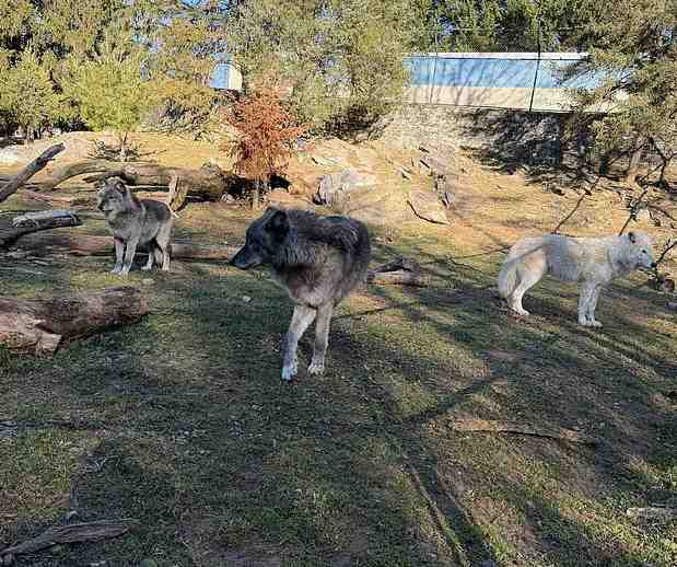  【深度复盘】手机分心酿成幼童险境：动物园安全防线的系统性失效与加固策略 新闻