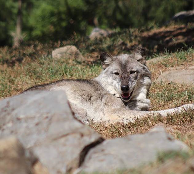  【深度复盘】手机分心酿成幼童险境：动物园安全防线的系统性失效与加固策略 新闻