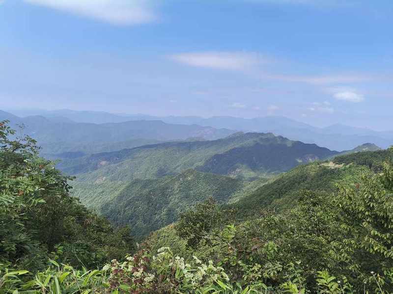 【技术解构】省际林业治理的精准化路径——基于龙田乡跨域联防的实战方法论