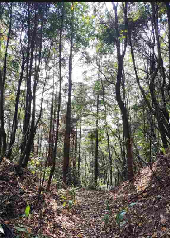  【技术解构】省际林业治理的精准化路径——基于龙田乡跨域联防的实战方法论 IT技术 【技术解构】省际林业治理的精准化路径——基于龙田乡跨域联防的实战方法论 IT技术