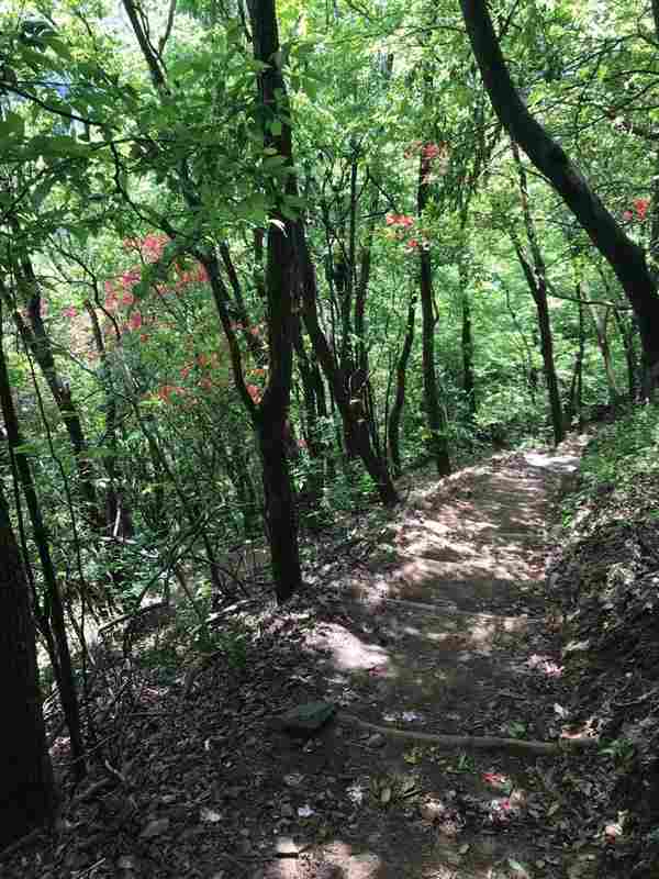  【技术解构】省际林业治理的精准化路径——基于龙田乡跨域联防的实战方法论 IT技术 【技术解构】省际林业治理的精准化路径——基于龙田乡跨域联防的实战方法论 IT技术