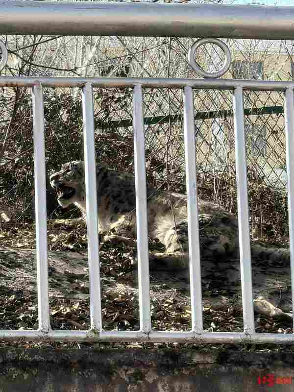  【技术复盘】雪豹进城应急处置全流程拆解：从预警到放归的方法论沉淀 新闻