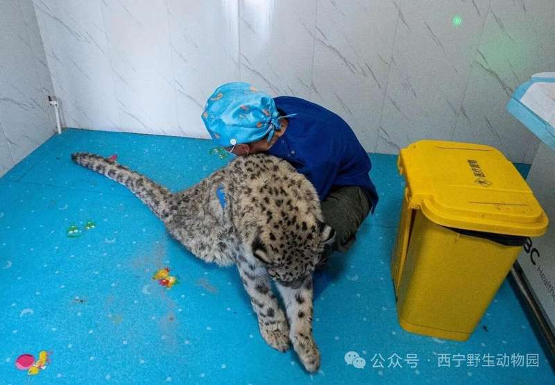  【技术复盘】雪豹进城应急处置全流程拆解：从预警到放归的方法论沉淀 新闻